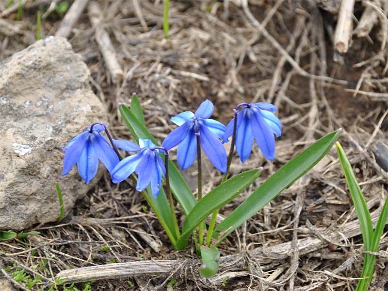 Изображение особи Scilla armena.