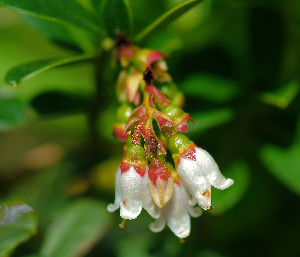 Image of Vaccinium vitis-idaea specimen.