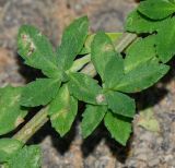 Lippia nodiflora