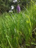 Dactylorhiza baltica