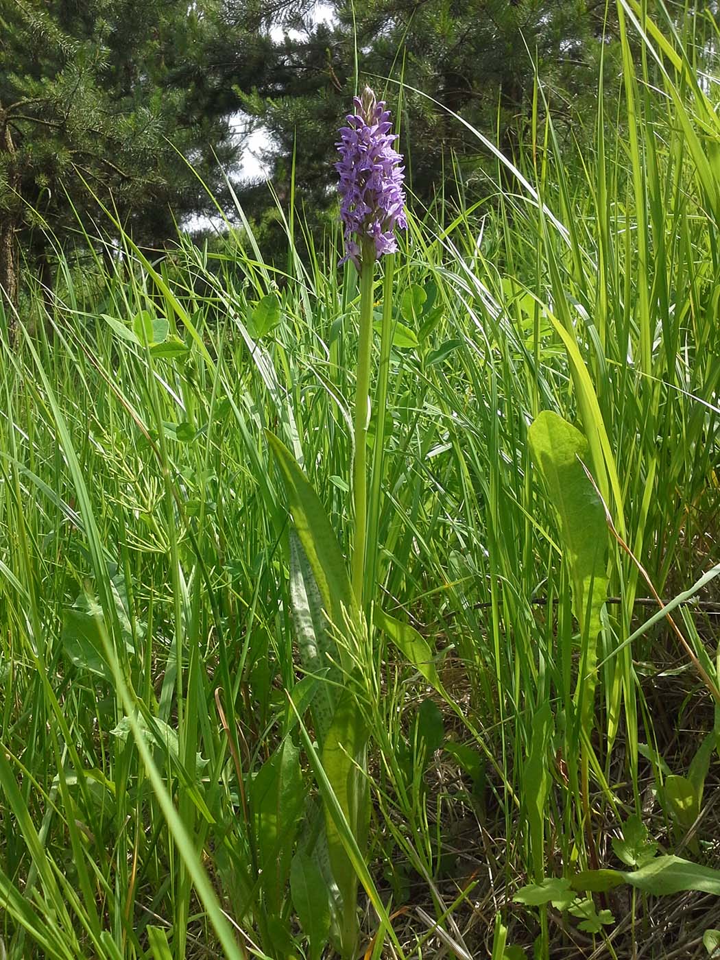 Изображение особи Dactylorhiza baltica.