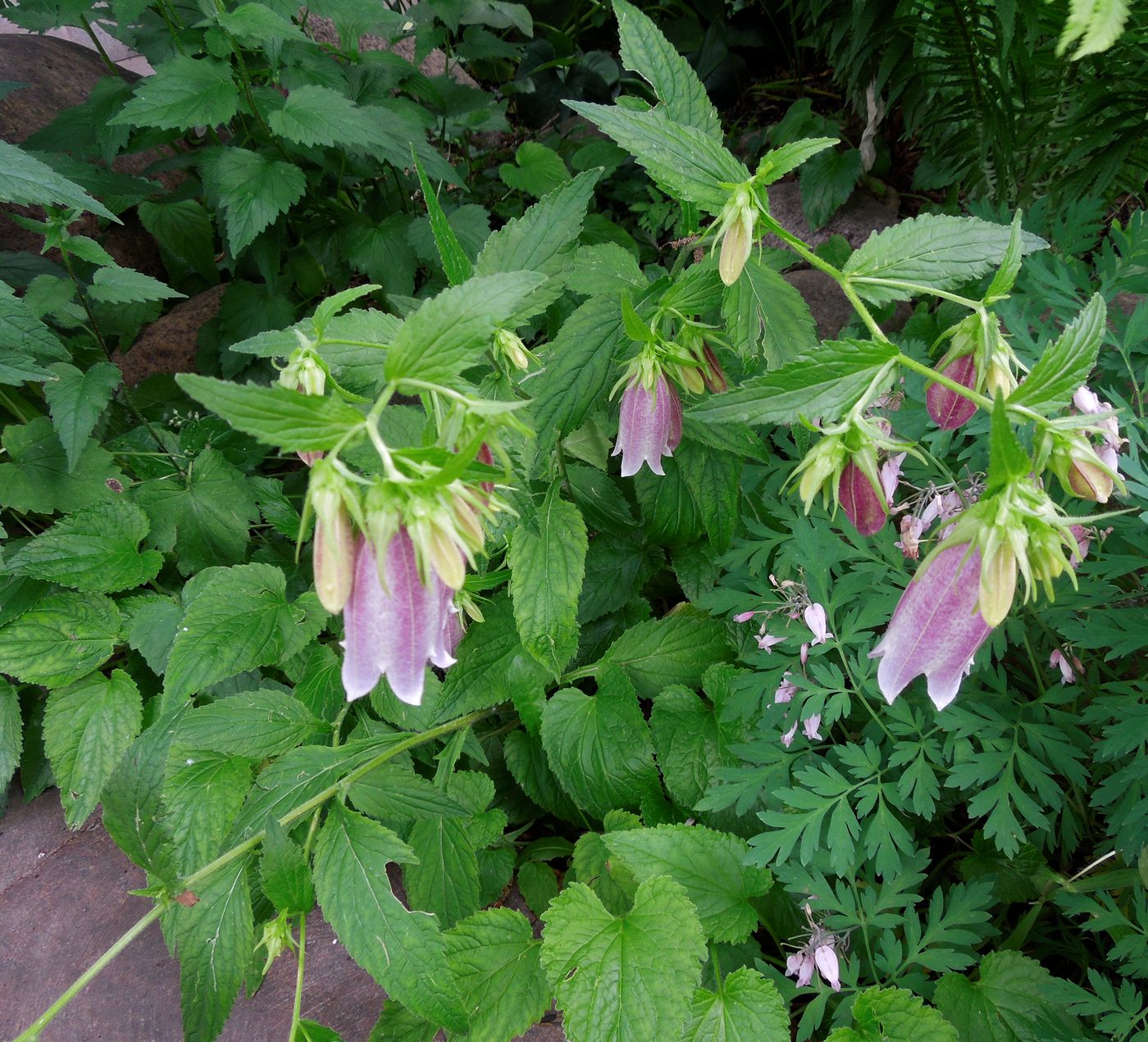 Изображение особи Campanula takesimana.