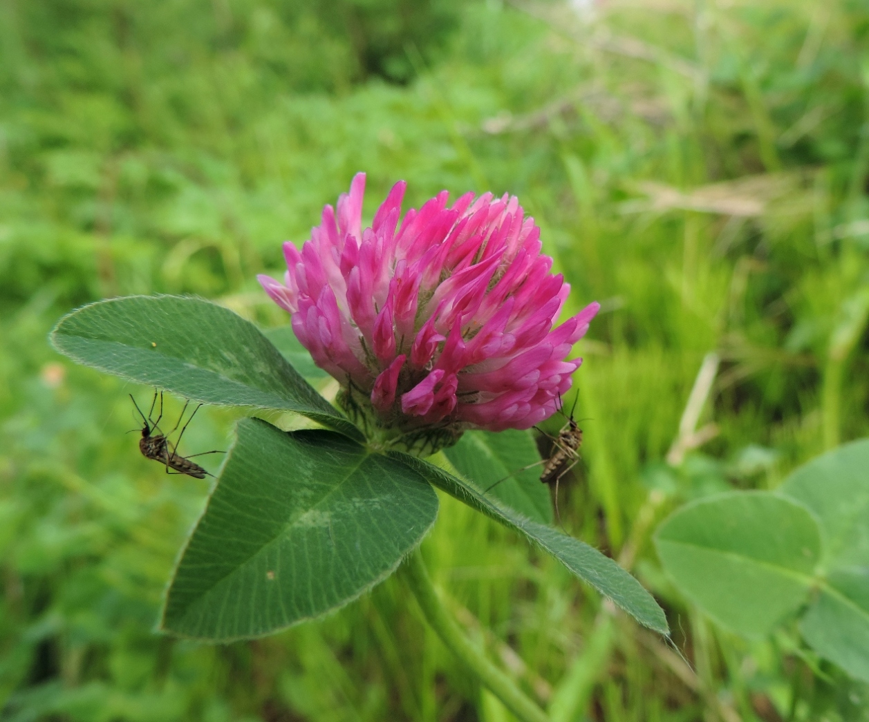 Image of Trifolium pratense specimen.
