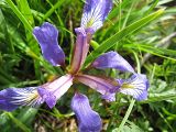 Iris pontica