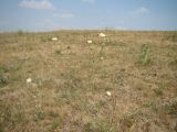 Scabiosa ochroleuca. Цветущее растение в тырсовой степи в условиях засухи. Нижегородская обл., Краснооктябрьский р-н, окр. с. Ключищи, открытый склон. 20 июля 2010 г.