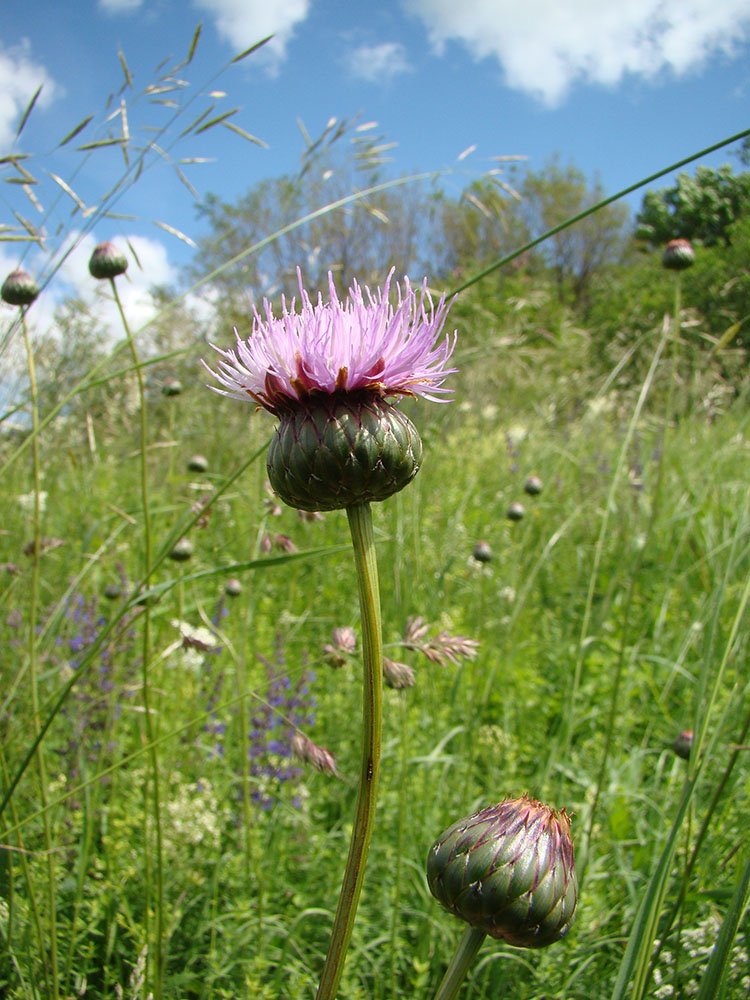Image of Klasea lycopifolia specimen.