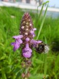 Stachys palustris