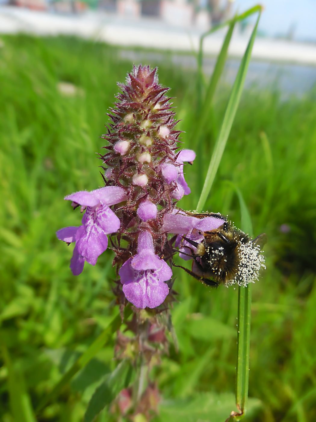 Изображение особи Stachys palustris.