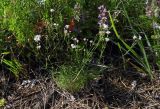 Asperula biebersteinii