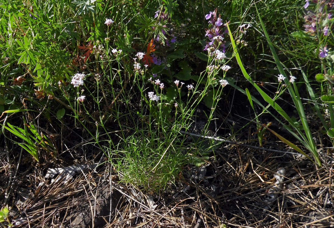 Image of Asperula biebersteinii specimen.