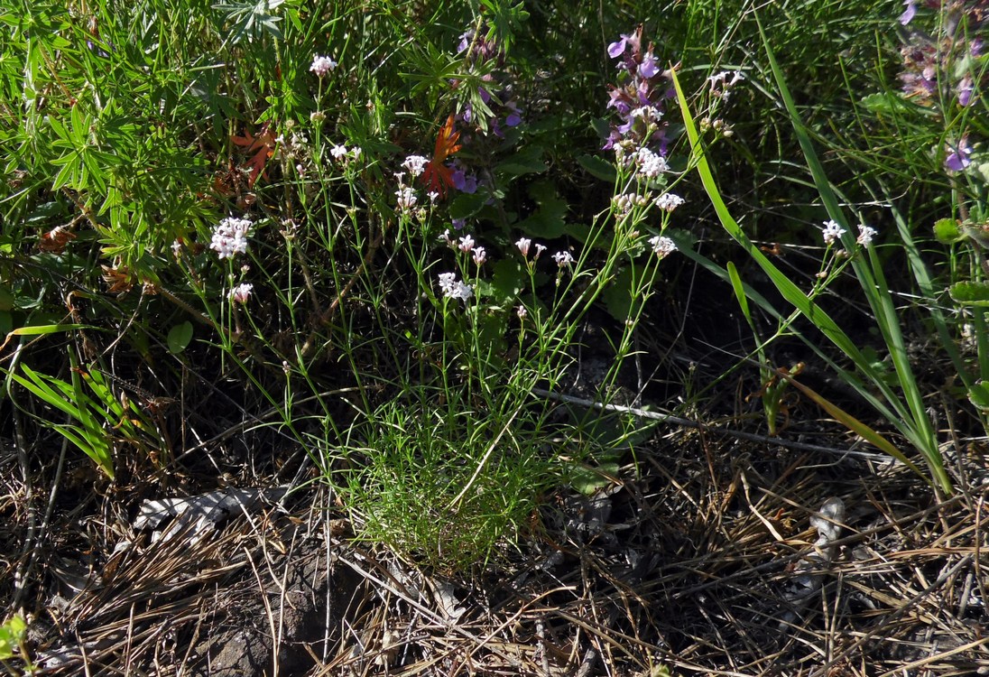 Изображение особи Asperula biebersteinii.