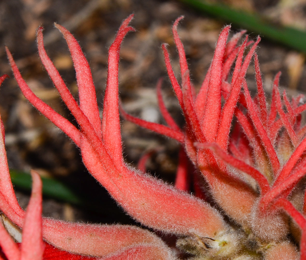 Image of Erythrina abyssinica specimen.