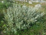 Salix glauca. Плодоносящее растение. Кольский п-ов, Восточный Мурман, Дальние Зеленцы. 11.08.2016.