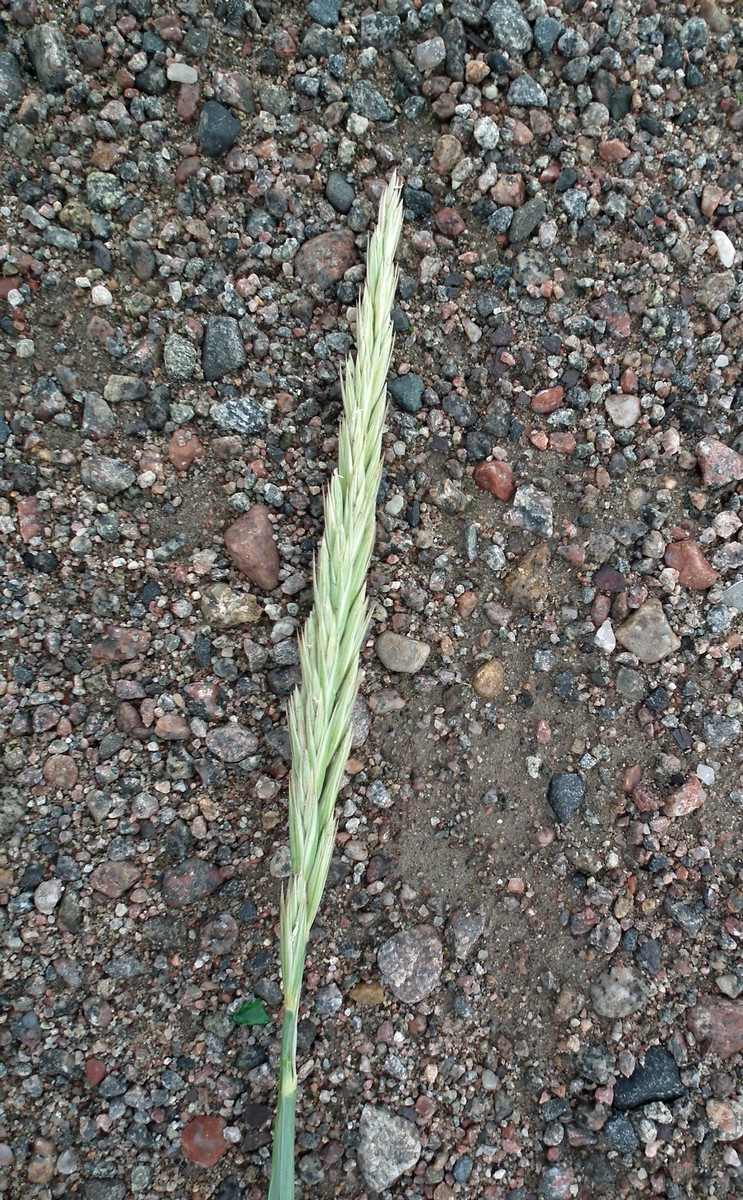 Image of Leymus arenarius specimen.