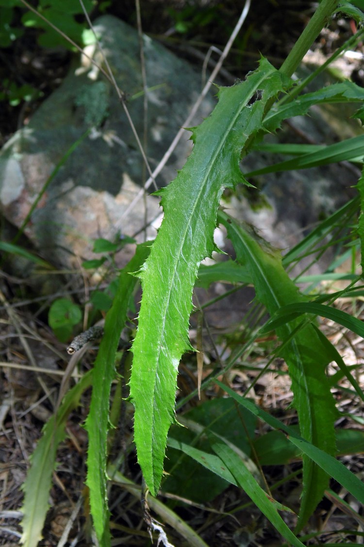 Image of Carlina biebersteinii specimen.