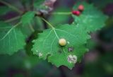 Populus tremula. Лист с галлом Harmandia cavernosa. Ярославская обл., Рыбинский р-н, с. Каменники, сырой берёзово-осиновый лес. 22.08.2016.