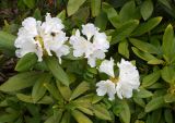 Rhododendron caucasicum