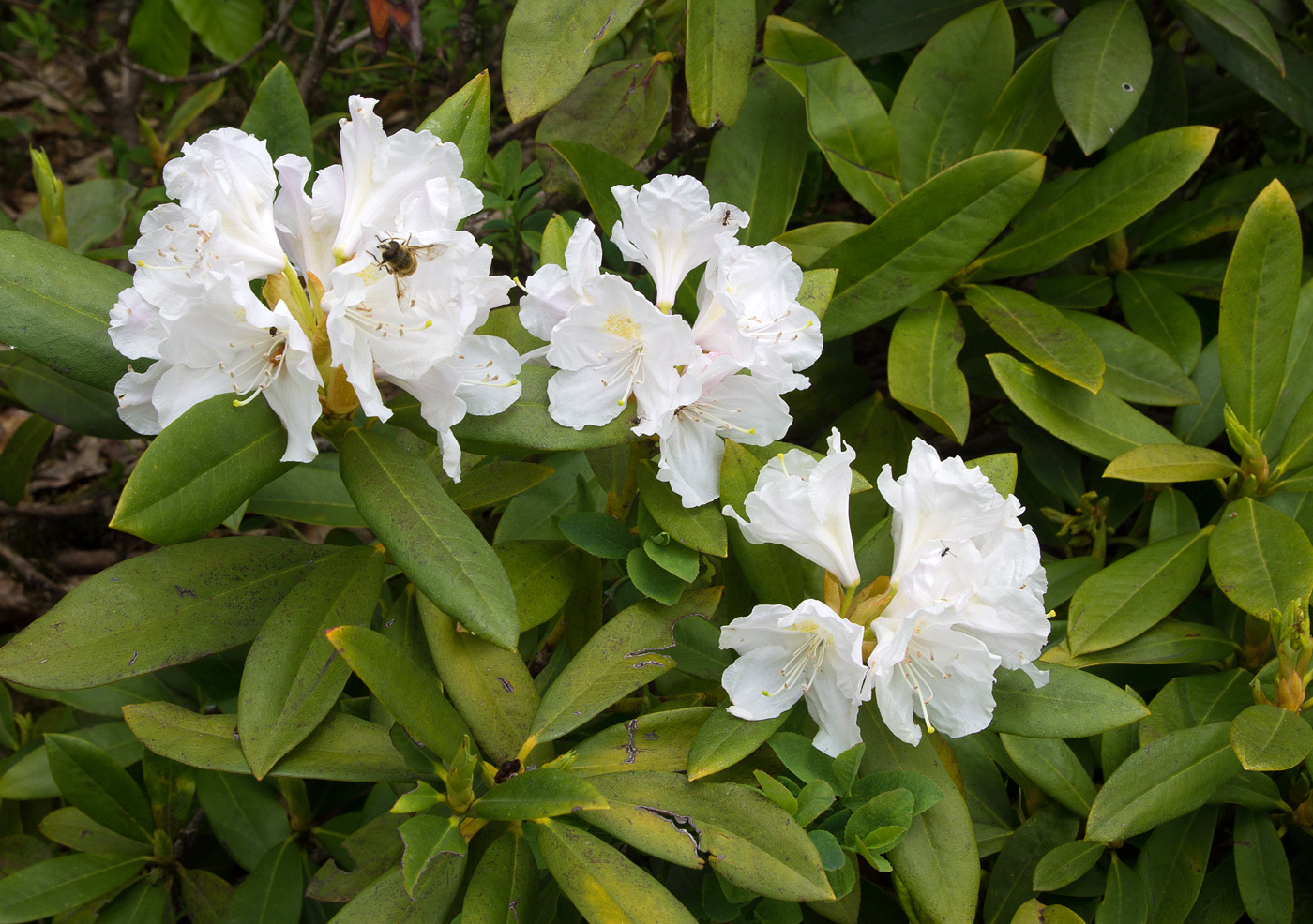 Изображение особи Rhododendron caucasicum.