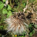 Cirsium vulgare. Соплодие. Московская обл., г. Электрогорск, пустырь у дороги. 03.09.2016.