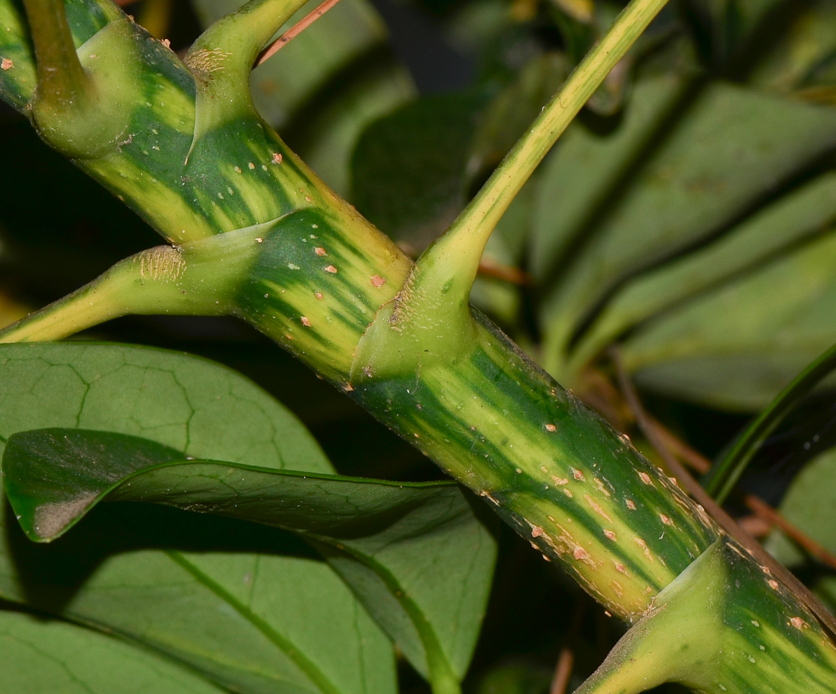 Image of Heptapleurum arboricola specimen.