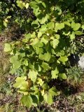 Corylus heterophylla. Ветви. Приморье, окр. г. Находка, гора Сестра, на каменистом гребне отрога. 29.09.2016.