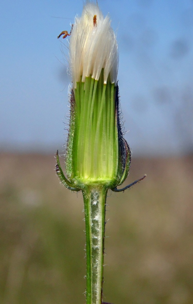 Image of Crepis rhoeadifolia specimen.