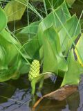 Calla palustris. Незрелое соплодие и листья. Амурская обл., Бурейский р-н, окр. с. Виноградовка, р. Асташиха. 25.07.2016.
