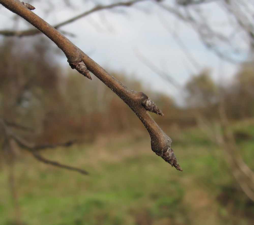 Изображение особи Prunus domestica.