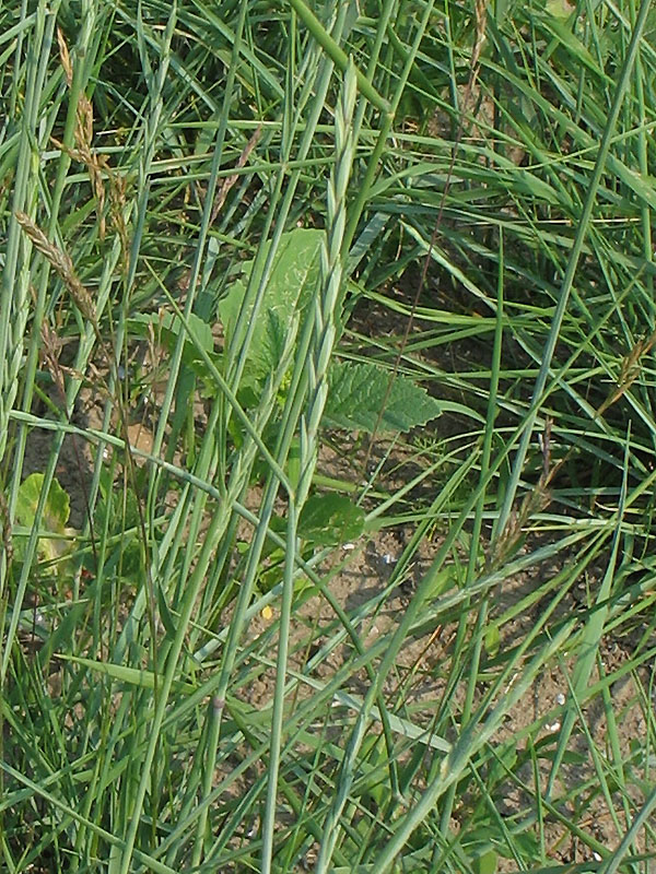 Image of Elytrigia atherica specimen.