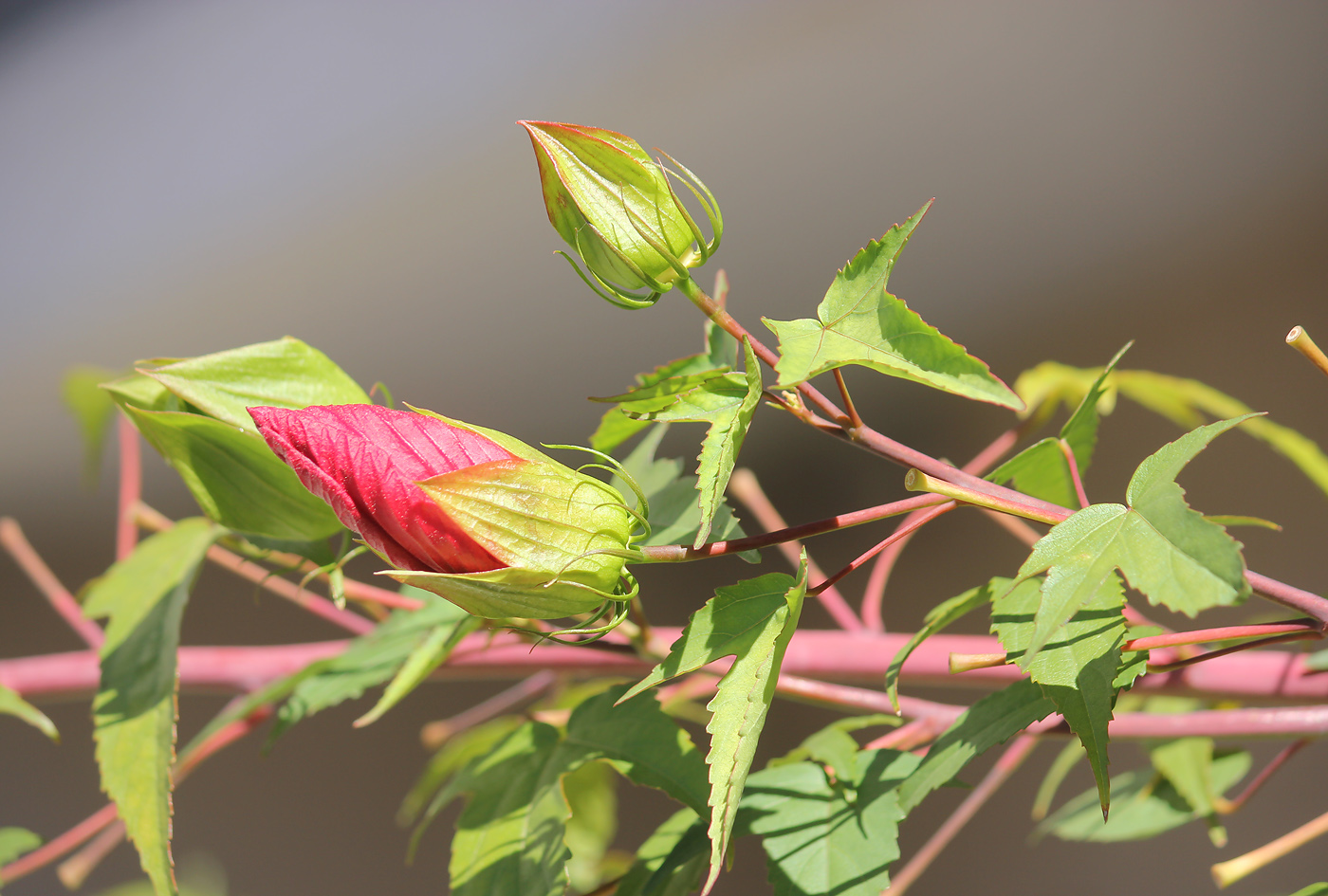 Image of Hibiscus coccineus specimen.