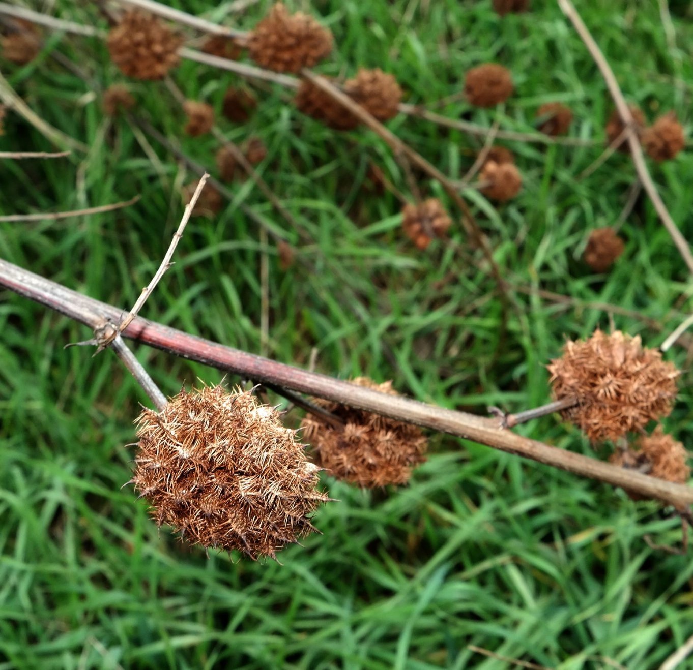 Изображение особи Glycyrrhiza echinata.