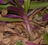 Rhoeo spathacea