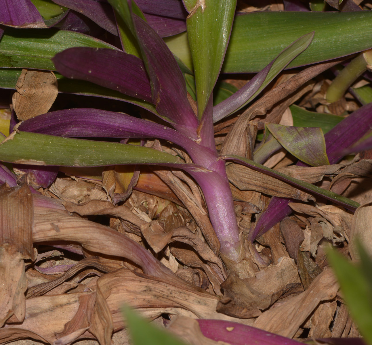 Image of Rhoeo spathacea specimen.