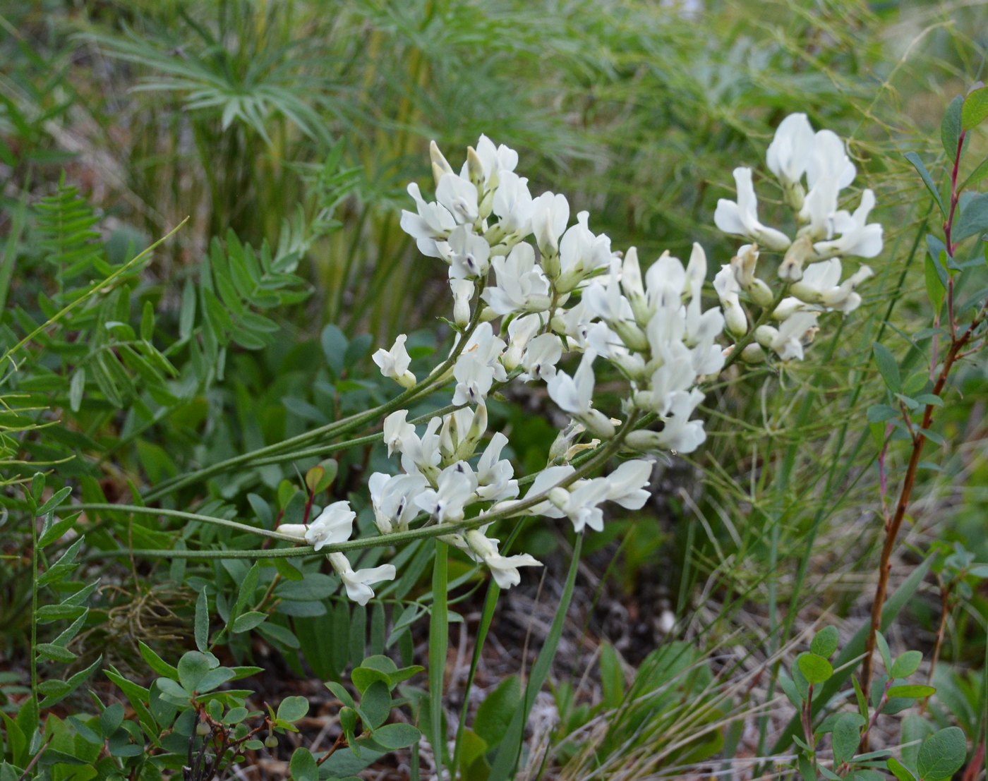 Image of Oxytropis leucantha specimen.