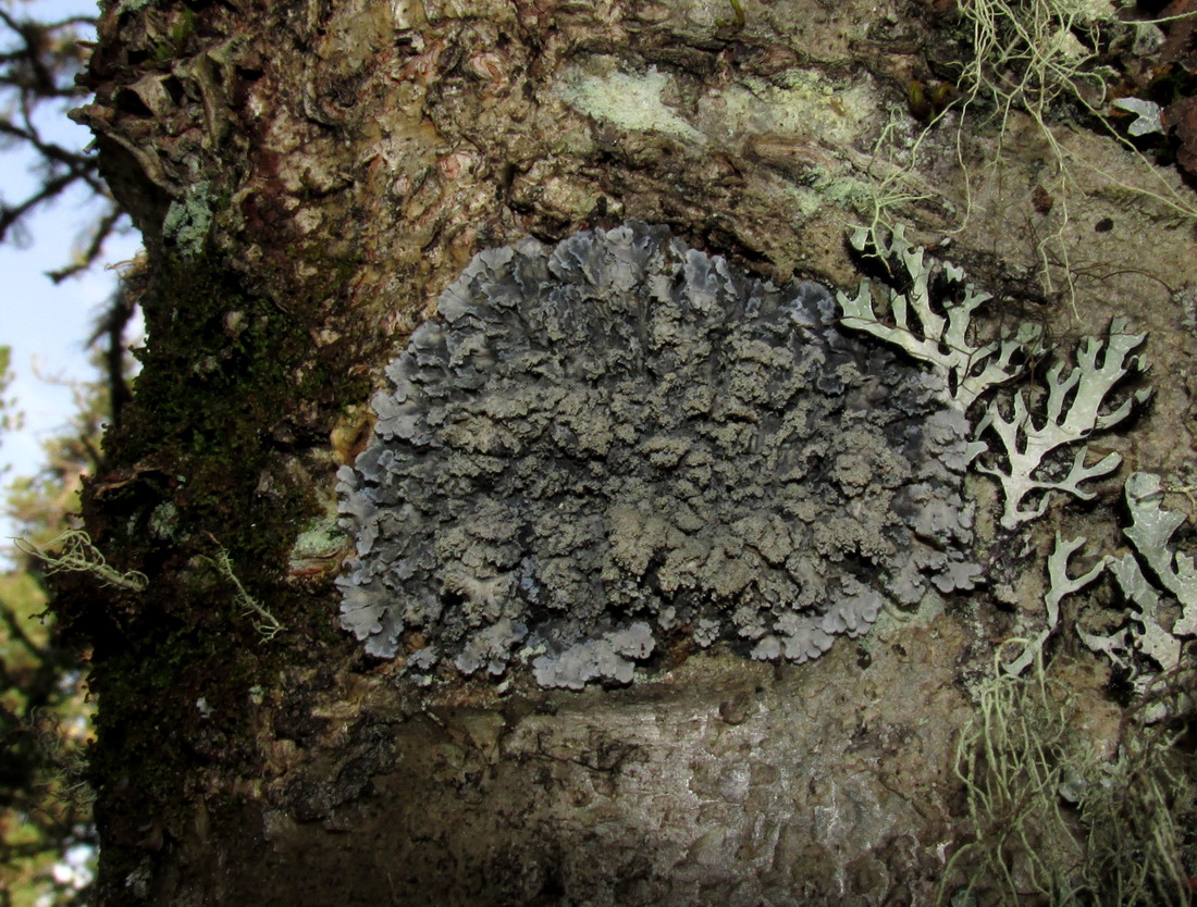 Image of Pannaria conoplea specimen.