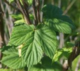 Humulopsis scandens. Листья. Амурская обл., Бурейский р-н, окр. с. Малиновка. 18.07.2016.