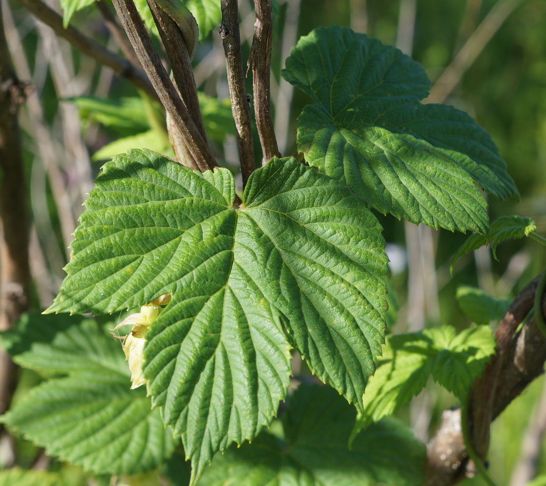 Image of Humulopsis scandens specimen.