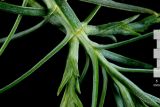 Thuja sutchuenensis