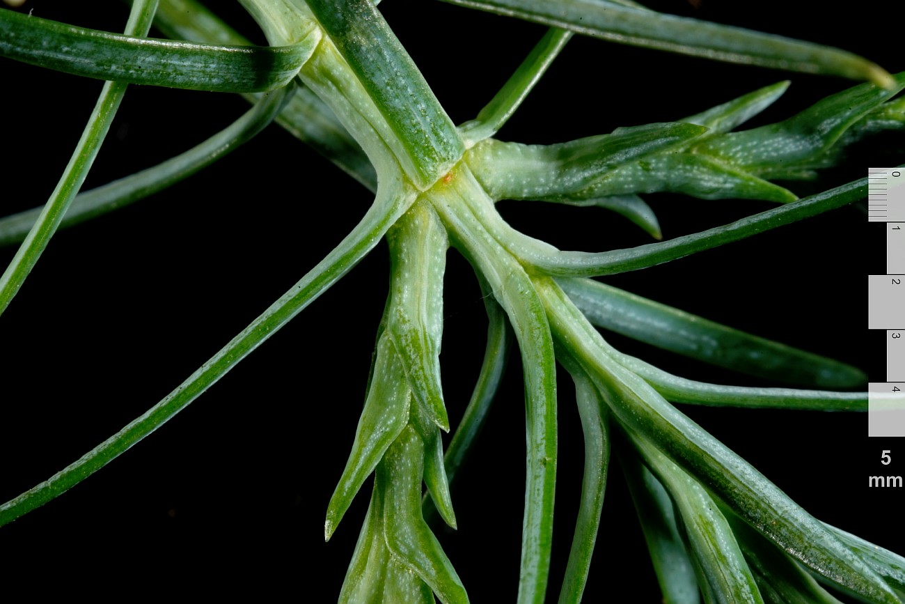 Изображение особи Thuja sutchuenensis.