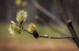 Salix cinerea. Веточка с тычиночными соцветиями. Пермский край, Добрянский р-н, одиночное дерево на суходольном лугу. 01.05.2016.