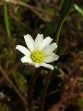 Ranunculus pallasii. Цветок. Магаданская обл., Ольский р-н, Ольское шоссе, сфагновая мочажина в осоково-пущицевой кочкарной тундре. 03.07.2013.