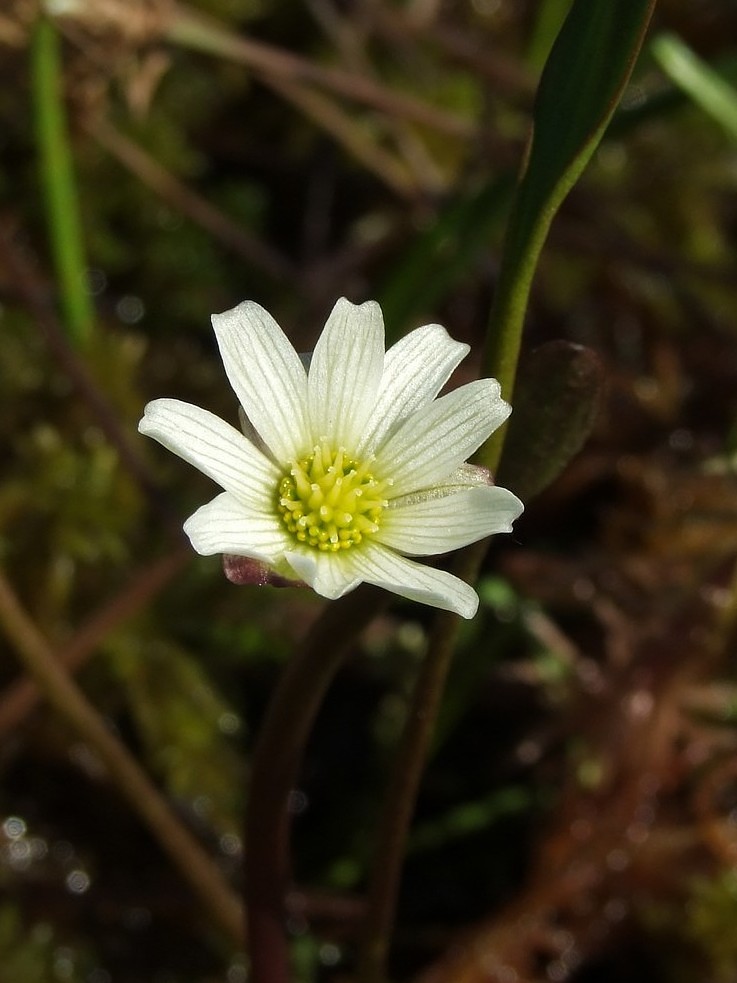 Изображение особи Ranunculus pallasii.