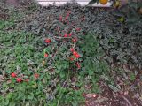 familia Solanaceae. Сухие цветоносы с плодами. Израиль, Шарон, пос. Кфар Шмариягу, клумба во дворе, в культуре. 25.01.2015.