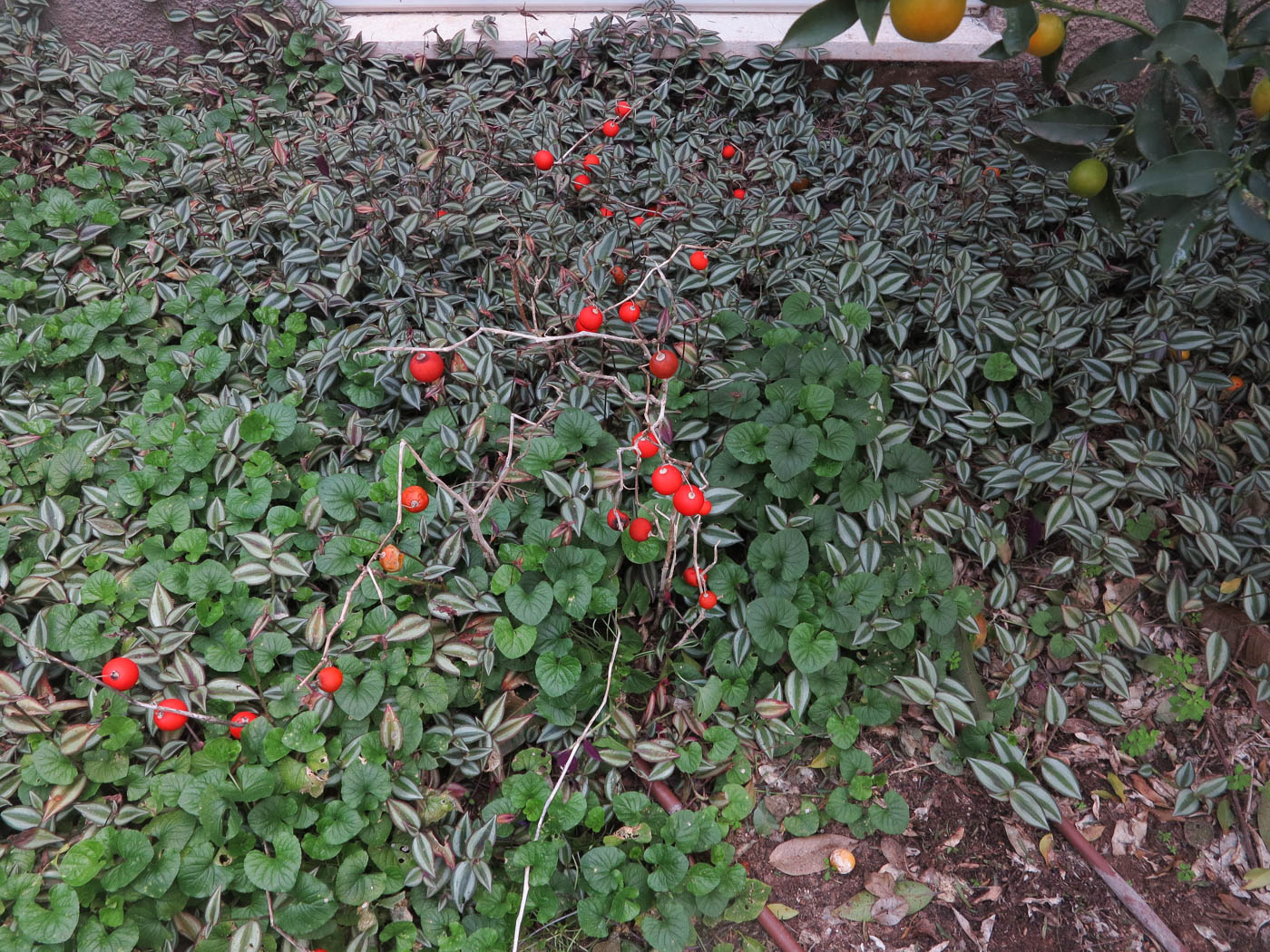 Image of familia Solanaceae specimen.