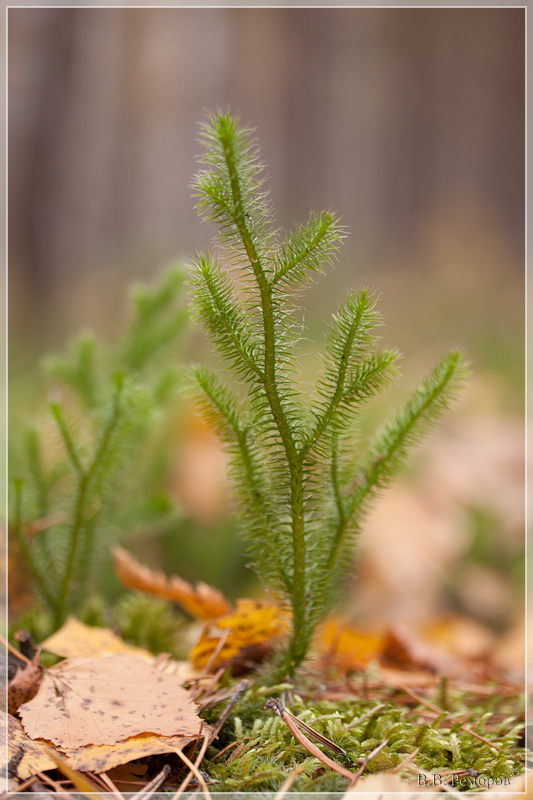 Image of Lycopodium clavatum specimen.