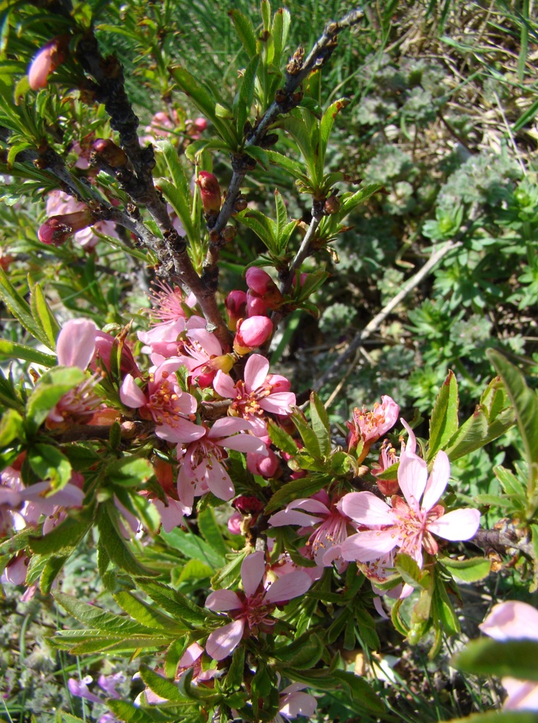 Изображение особи Amygdalus nana.