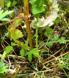 Filipendula ulmaria