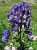 Aconitum firmum. Соцветие. Украина, Закарпатская обл., Раховский р-н, хр. Черногора, берег горного озера, 1800 м н.у.м. 17 июля 2007 г.