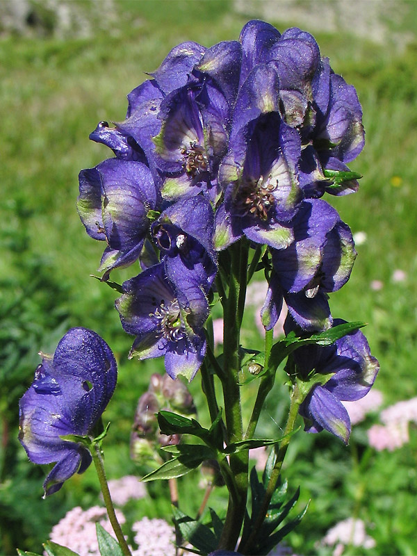 Изображение особи Aconitum firmum.