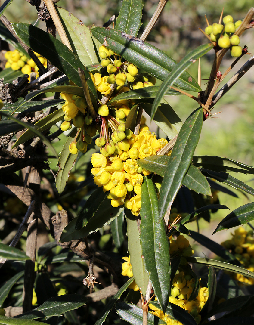 Image of Berberis julianae specimen.